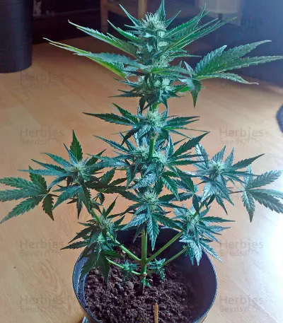 Flash Auto feminized seeds