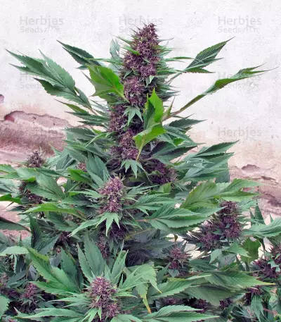 Frisian Duck Seeds