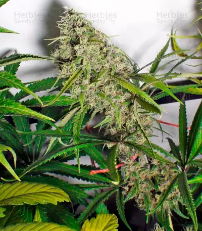 Mandala #1 Seeds