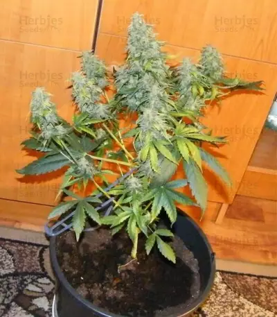Royal AK Seeds