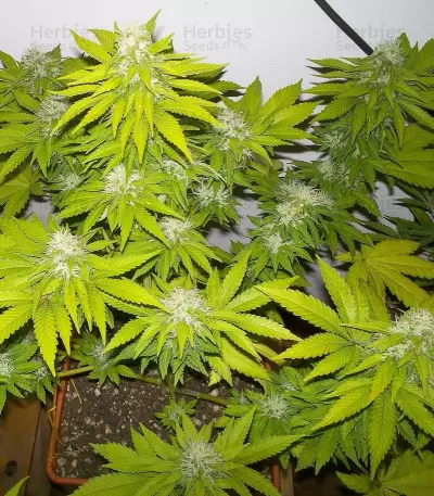 Graines de cannabis Royal Moby (RQS)