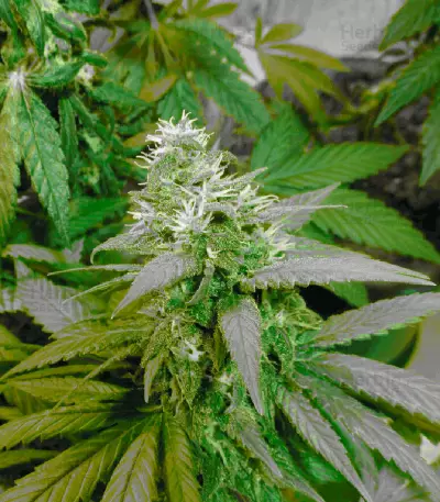 Satori Seeds