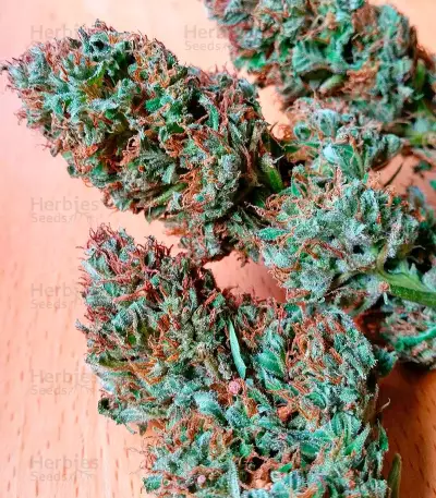 Serious 6 regular seeds