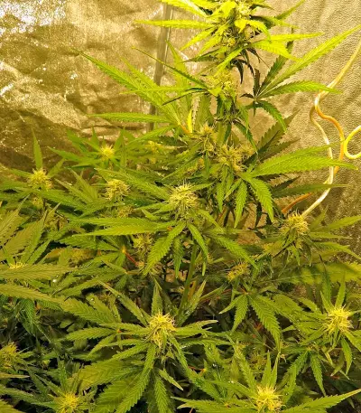 Skunk Auto (Strain Hunters)