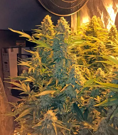 Snow White (Nirvana Seeds) Cannabis-Samen