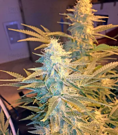 Snow White (Nirvana Seeds) Cannabis-Samen