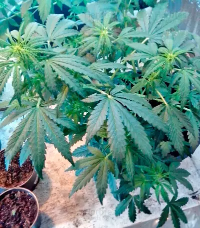 Semi femminizzati Speedy Boom Auto