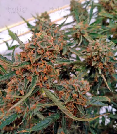 Sugar Mango Ryder Auto (World of Seeds)