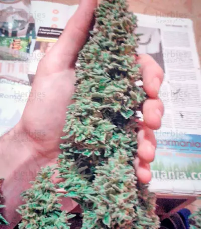 White Widow feminized seeds (Vision Seeds)