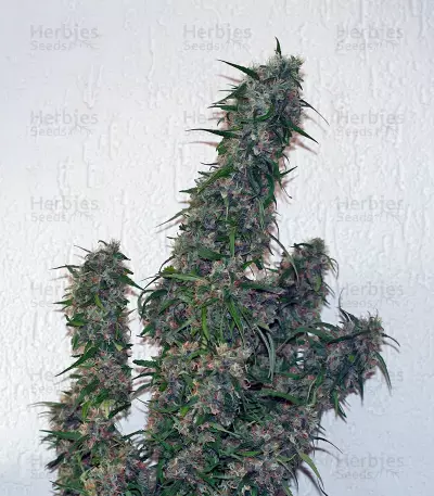 Malana Bomb Auto fem seeds
