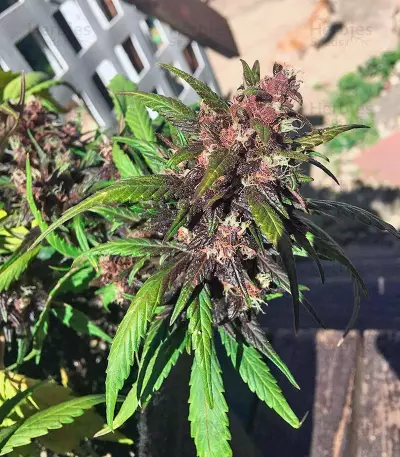 Graines de cannabis Red Poison Auto (Sweet Seeds)