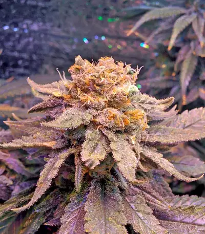 Fruit Punch (Heavyweight Seeds)