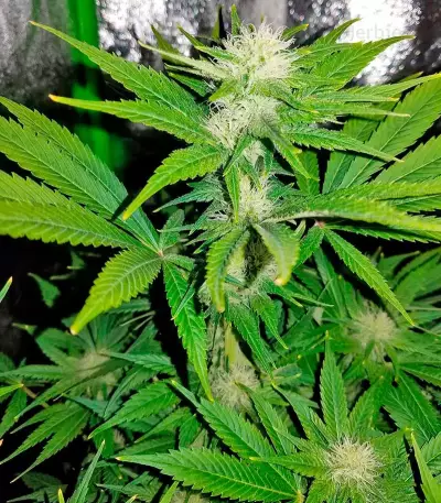 Northern Lights (00 Seeds)
