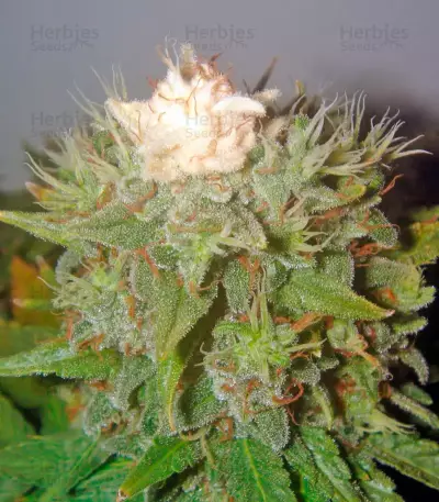 Pato #1 (Kannabia Seeds)