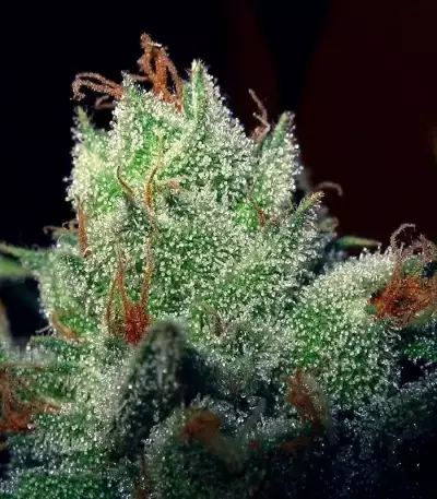 Graines féminisées de Super Lemon Haze (GHS)