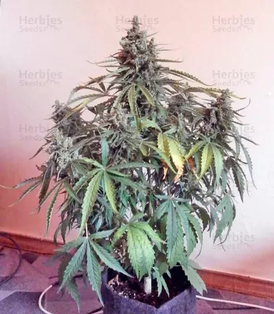 Semi femminizzati Sweet Nurse Auto CBD