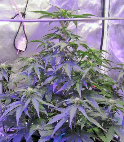 Sweet Trainwreck Auto feminized seeds