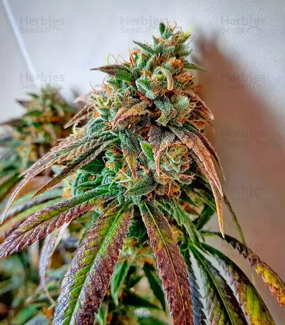 707 Headband Seeds