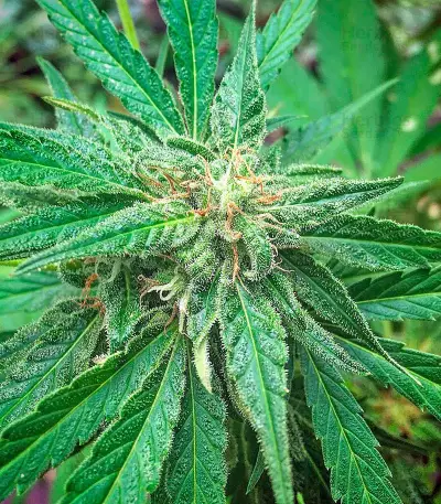 AK-48 Seeds