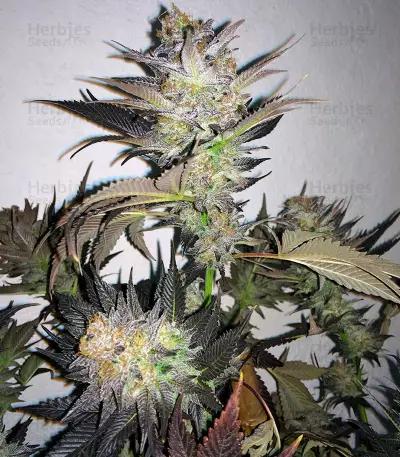 Blue Velvet feminized seeds