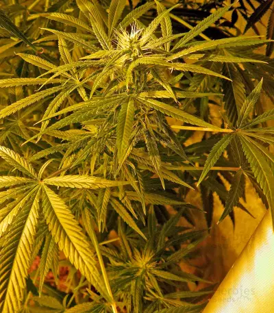 Graines de cannabis Brazil Amazonia (World of Seeds)