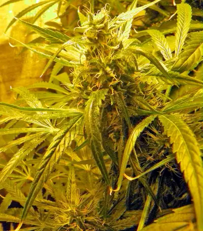 Graines de cannabis Brazil Amazonia (World of Seeds)