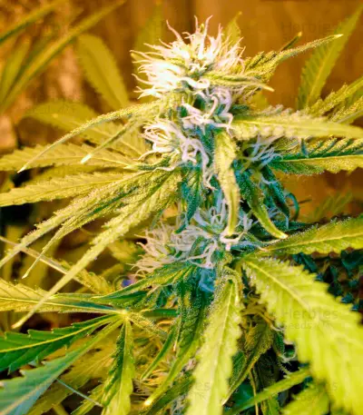 Chronic Haze Seeds