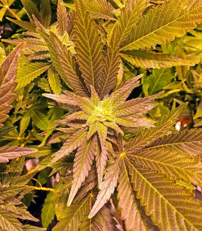Critical Kush (Dinafem Seeds)