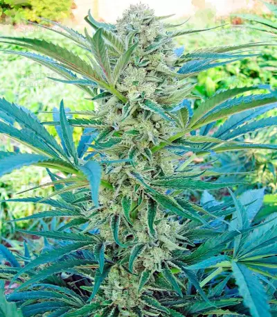 Semi femminizzati Critical Mass CBD
