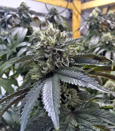Ewe-2 feminized seeds