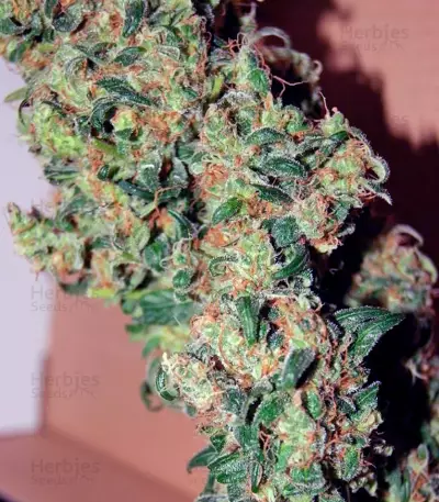 Graines de cannabis Freddy's Best (Dutch Passion)