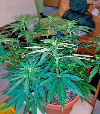 Glueberry O.G. feminized seeds