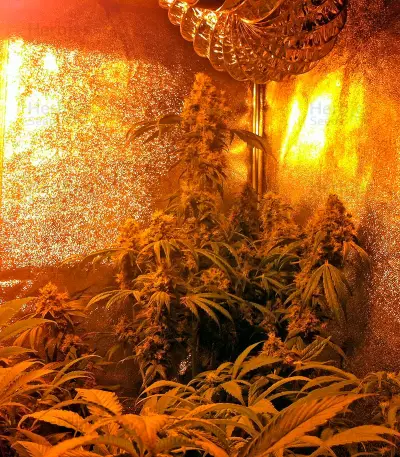 Graines de cannabis Hashberry regular (Mandala Seeds)