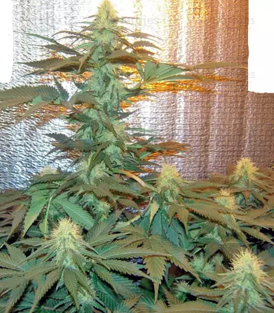 Medusa Seeds