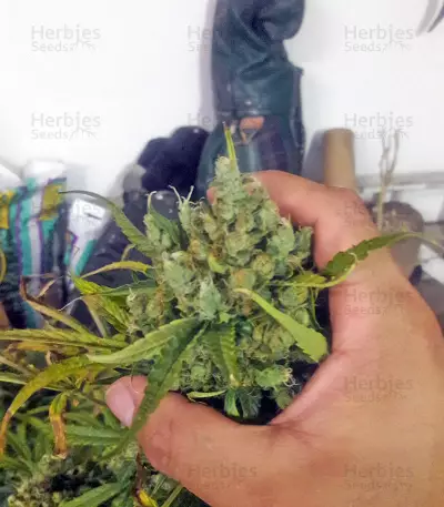 Mikromachine Auto (Kannabia Seeds)