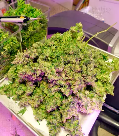 Semi femminizzati Moby Dick CBD