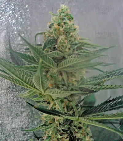 OG Kush regular (Humboldt Seeds Organization)