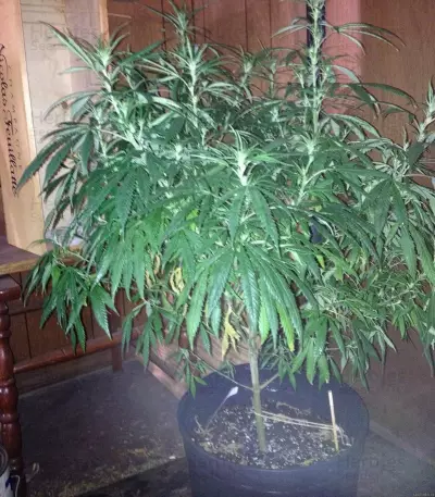 Painkiller XL CBD feminized seeds