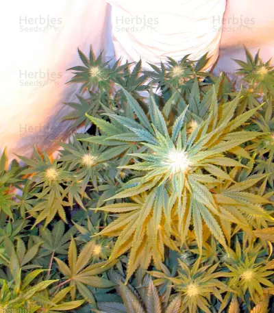 Pure Power Plant regular (Nirvana Seeds)