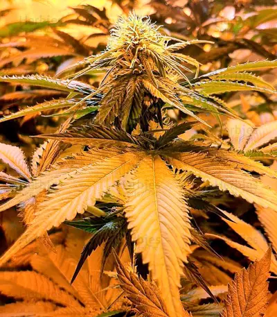 Strawberry Blue Seeds