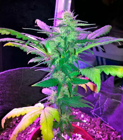 Amnesia Seeds (World of Seeds)