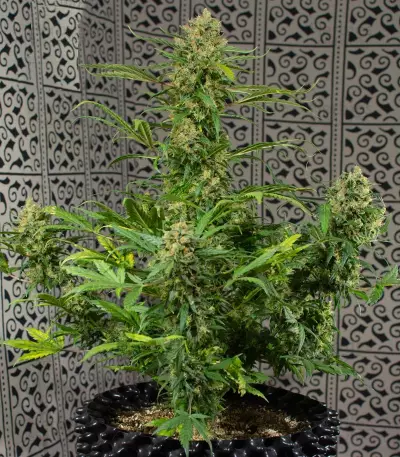 Crystal Candy Auto Seeds