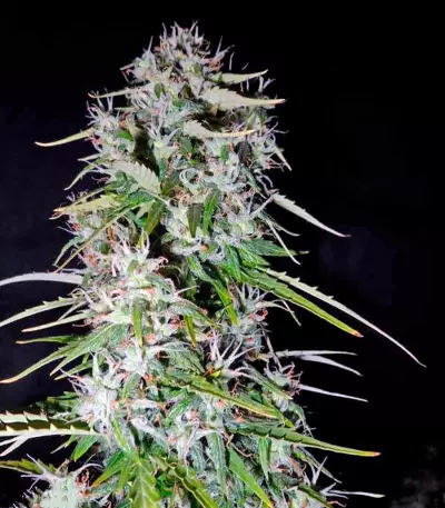 Fast Bud Auto Seeds