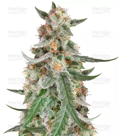 Graines de cannabis C99 (Female Seeds)