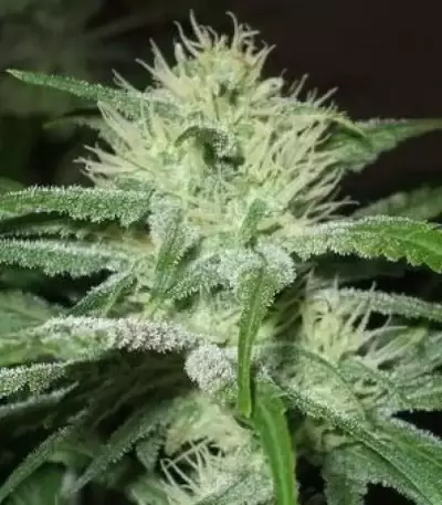 Auto Speed Bud feminized seeds