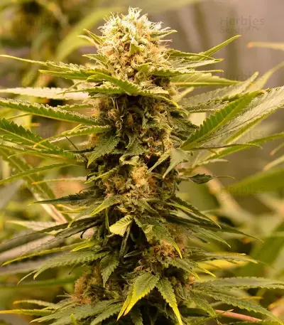 Black Dream Seeds