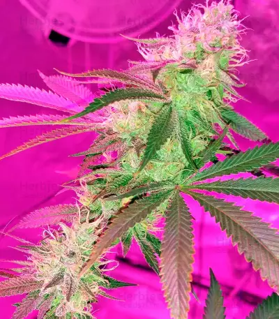OG Kush feminized seeds (Dinafem Seeds)