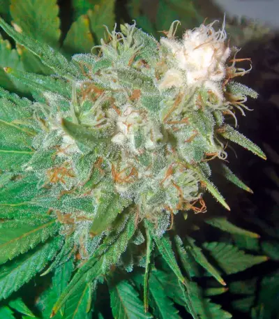 Pato #1 (Kannabia Seeds)