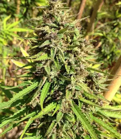 Purple Maroc Seeds