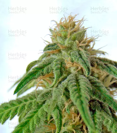 Afrodite cannabis strain
